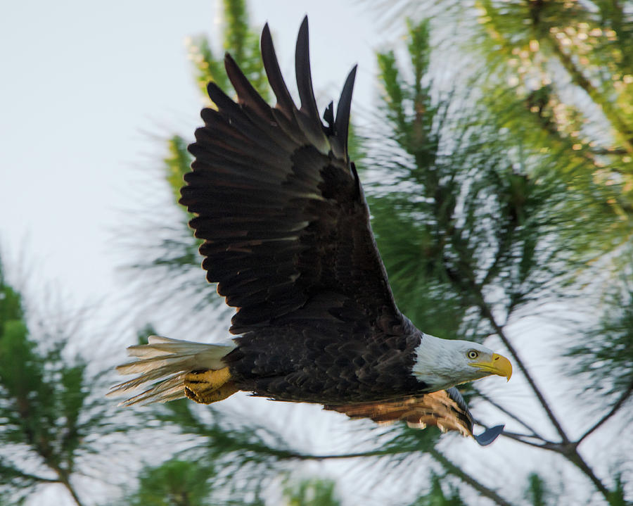 Bald Eagle Flying at Dawn Photograph by Artful Imagery