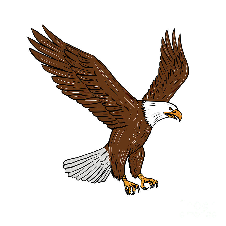 Bald Eagle Flying Drawing. is a piece of digital artwork by Aloysius Patrim...