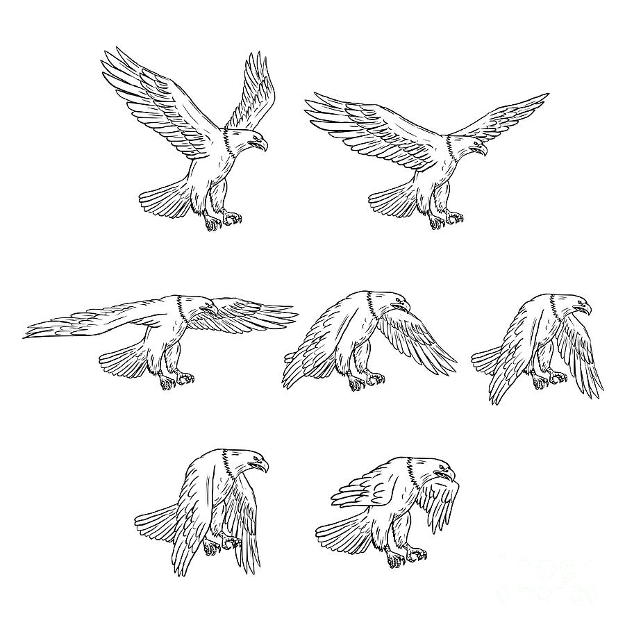 flying eagle drawing side view