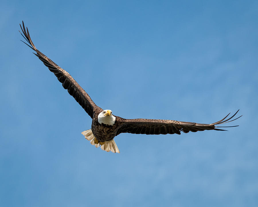 Bald Eagle Flying High Above Photograph by Joe Myeress