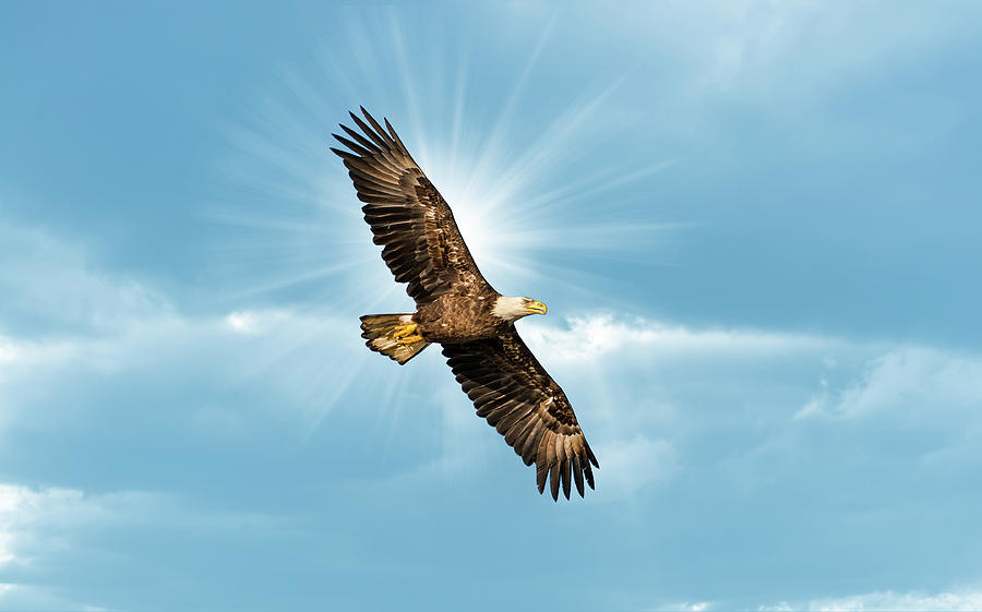 Bald Eagle Flying in Blue Sky with Sun over wing Photograph by Patrick Wolf