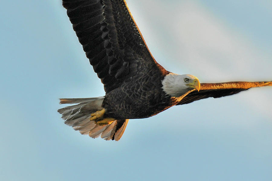 Bald eagle flying in close Photograph by Dan Friend