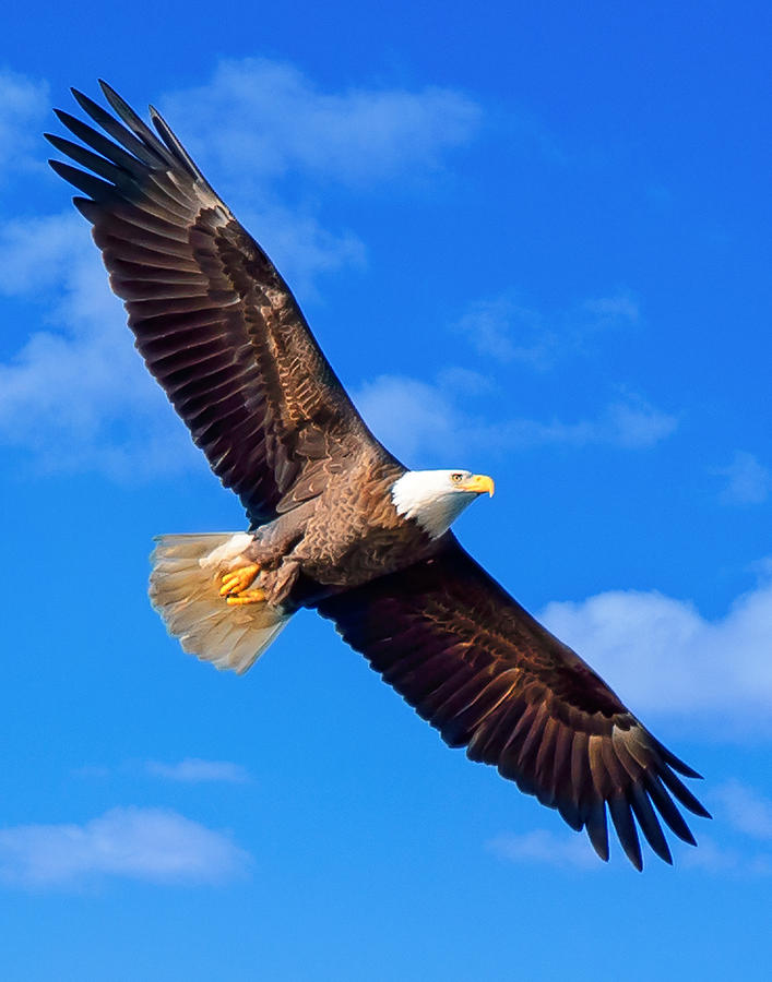Bald Eagle Flying Photograph by Joe Granita