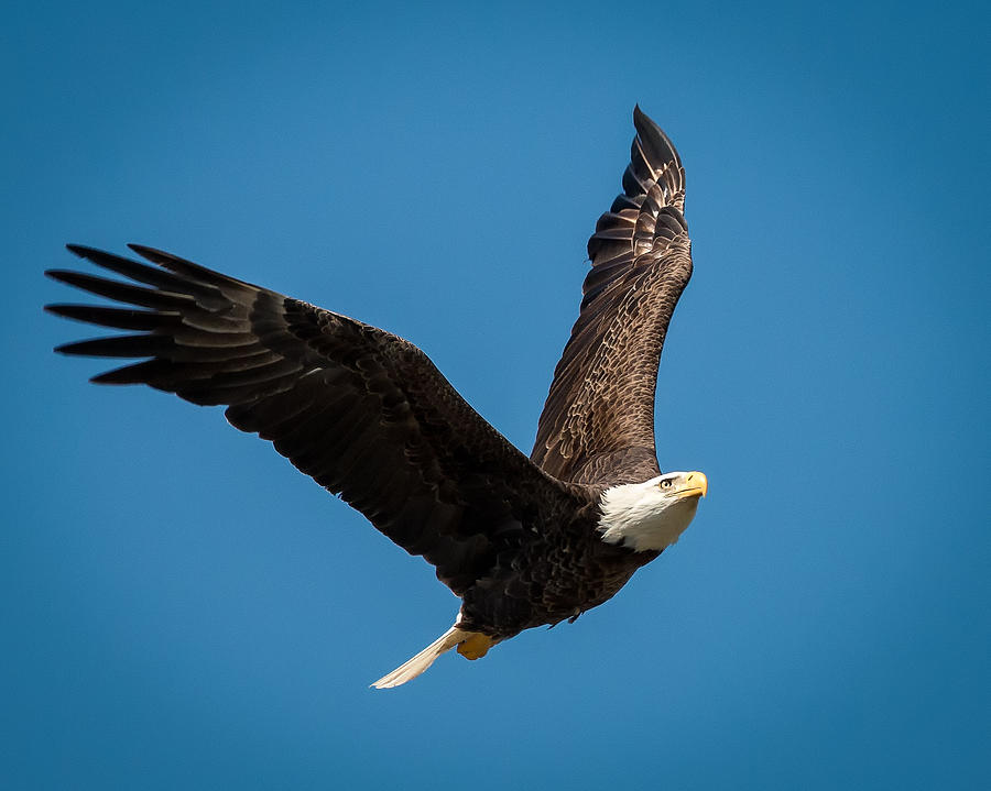 Bald Eagle Flying Photograph by Joe Myeress