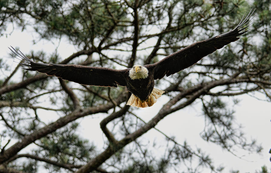Bald Eagle Flying Out Of Tree Shiloh Tennessee 052120152561 Photograph