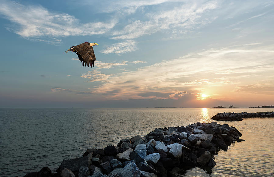 Bald Eagle flying over a jetty at sunset Photograph by Patrick Wolf