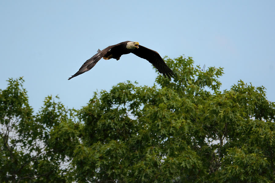 Bald Eagle Flying Over Trees With Fish Shiloh Tennessee 052120152681 Photograph