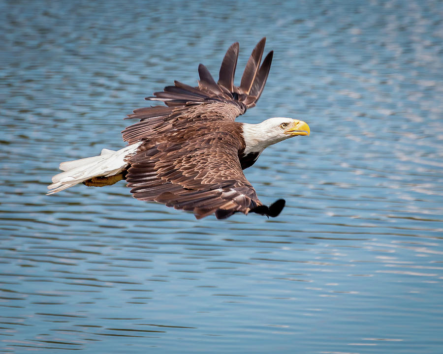 Bald Eagle flying over water Photograph by Joe Myeress