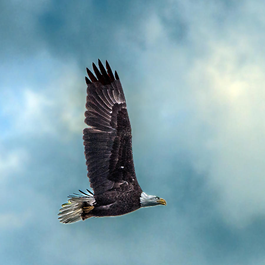 Bald Eagle Flying Portrait Against Cloudy Sky Closeup Photograph by William Bitman