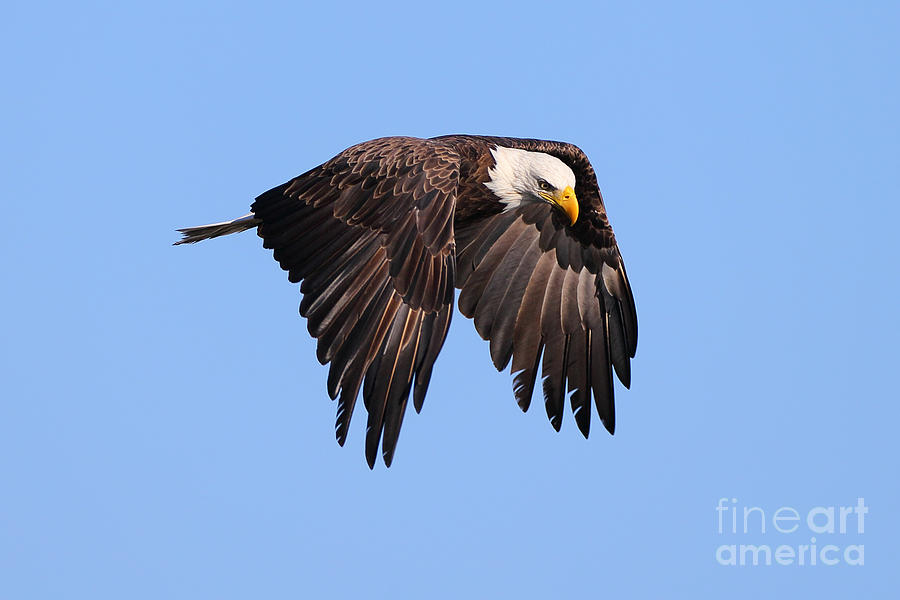 Nature Photograph - Bald Eagle Flying  by Rick Mann