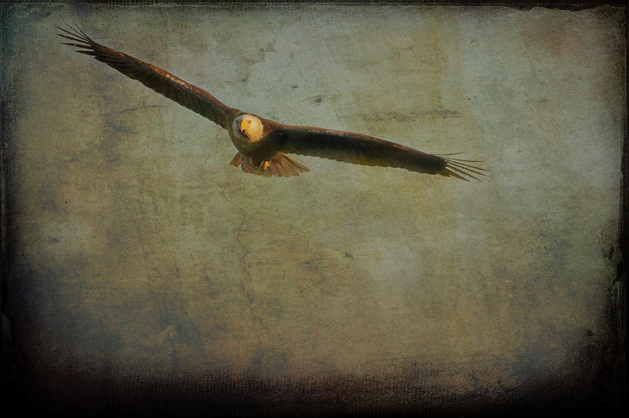 Bald eagle flying   textured Photograph by Dan Friend