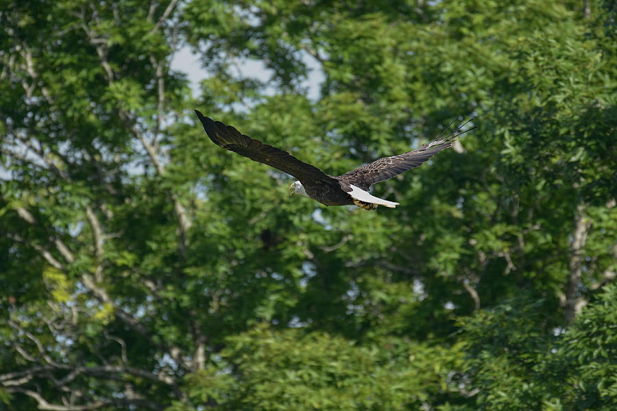 Bald Eagle Flying Through The Trees Shiloh Tennessee 052620156492 Photograph