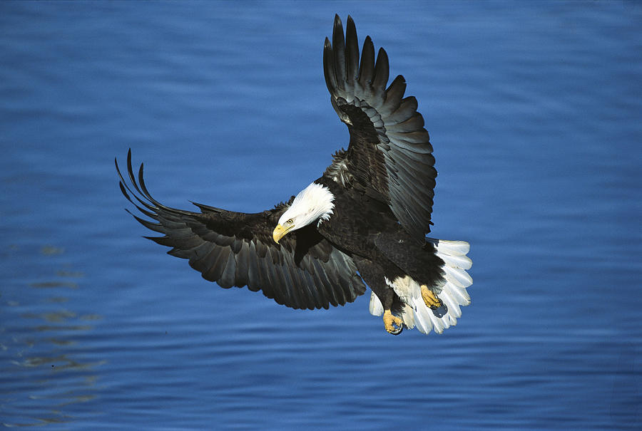 Bald Eagle Flying  Photograph by Tom Vezo