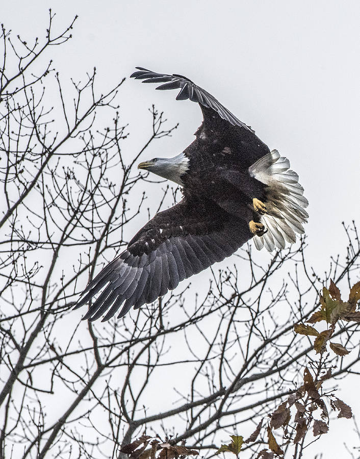 Bald Eagle Flying Photograph by William Bitman