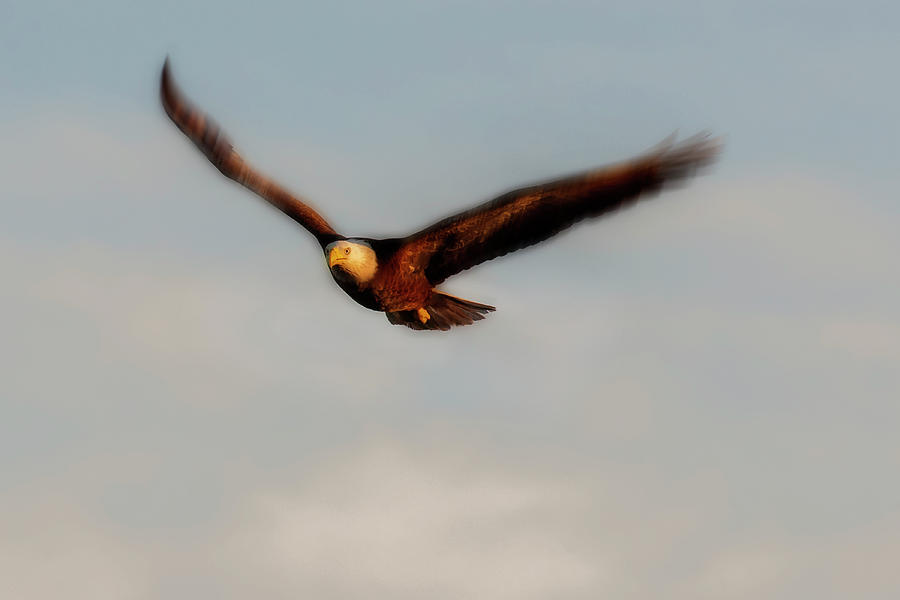 Bald eagle flying wing motion Photograph by Dan Friend