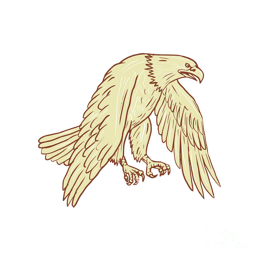 How To Draw An Eagle Wings