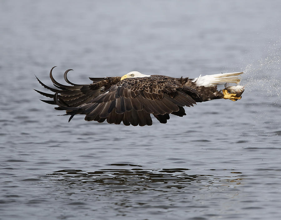 Bald eagle flying with fish Photograph by Jack Nevitt
