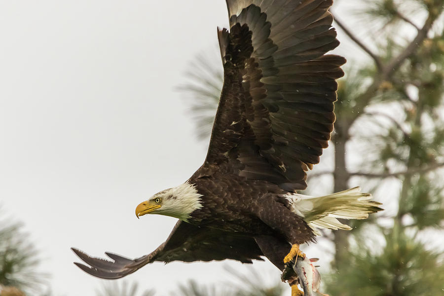 Bald Eagle Flying With Fish Photograph by Marc Crumpler