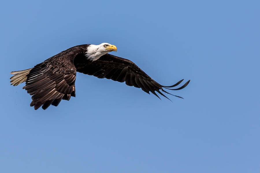 Bald Eagle Gaining Altitude Photograph by Rob Green