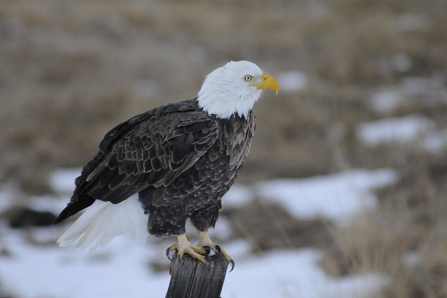 Bald Eagle Photograph by Gary Beeler