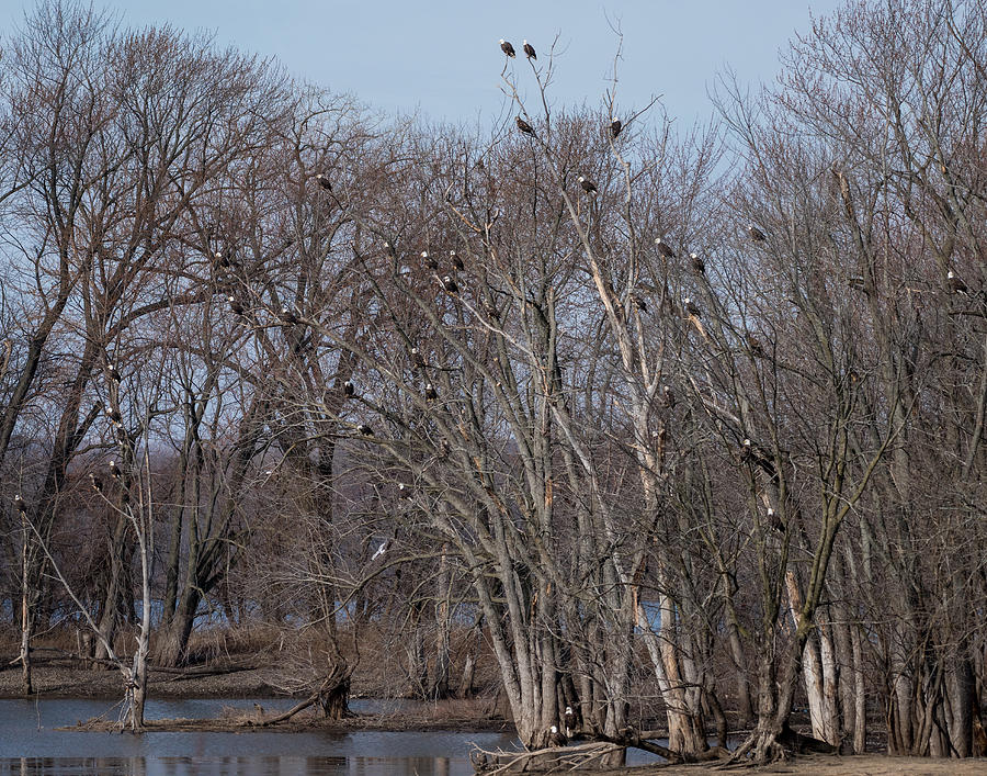 Bald Eagle Gathering Photograph by Luduska Willhoyt - Fine Art America