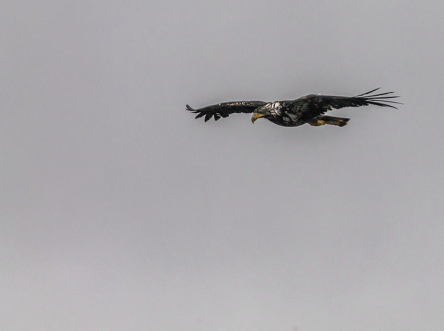 Eagle Photograph - Bald eagle gliding by Timothy Latta