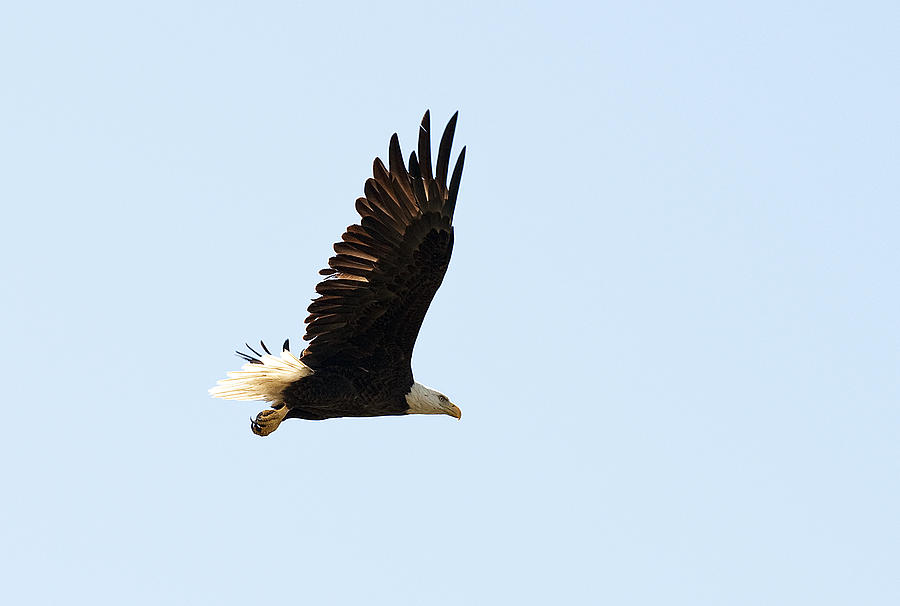 Bald Eagle Photograph by Gouzel -