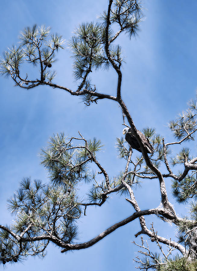 Bald eagle  Photograph by Gouzel -