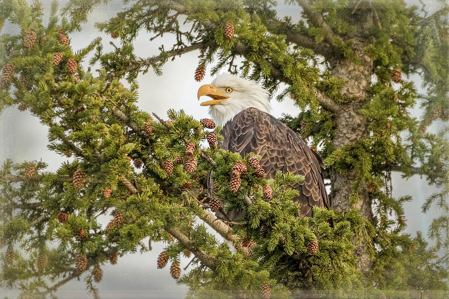 Bald Eagle Greeting by Vicki Stansbury Bald Eagle Greeting by Vicki Stansbury