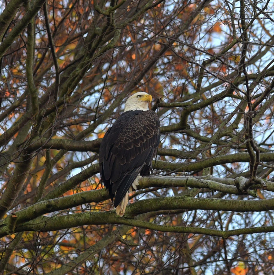 Bald Eagle Photograph by Gregory Blank