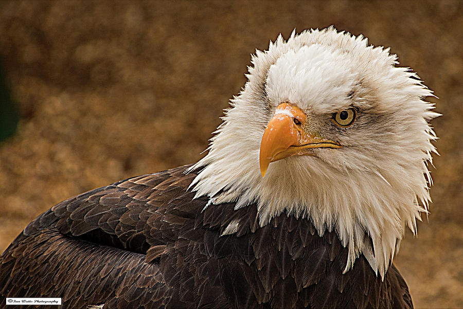 Bald eagle head Photograph by Ian Watts