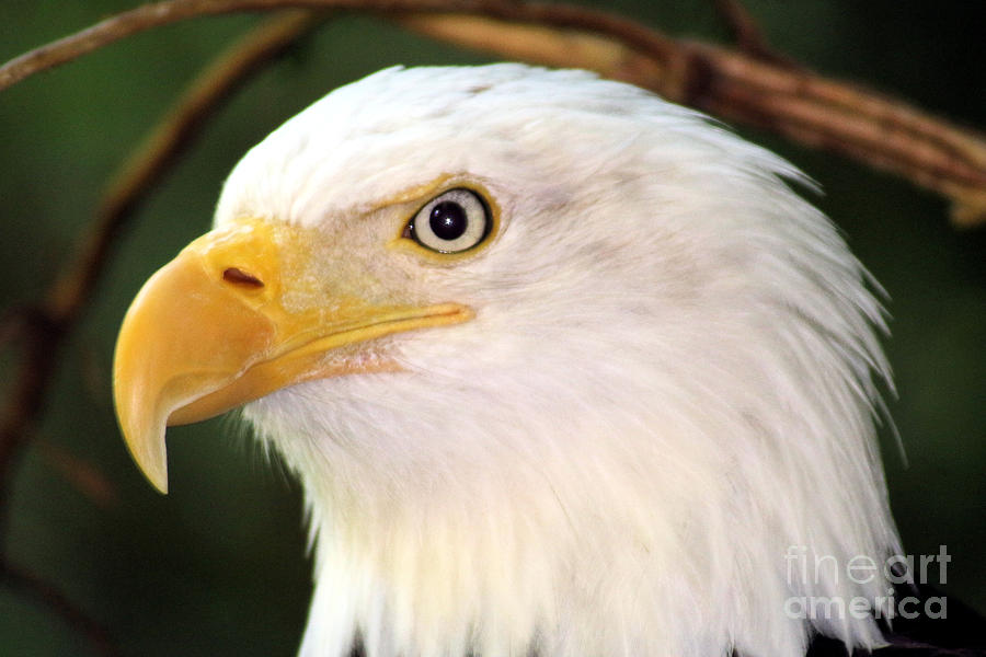 Bald Eagle Head Photograph by Nick Gustafson