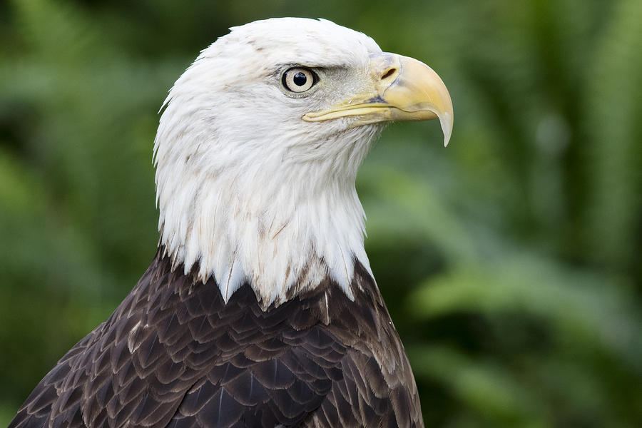 Bald Eagle Headshot Photograph by John McQuiston | Fine Art America