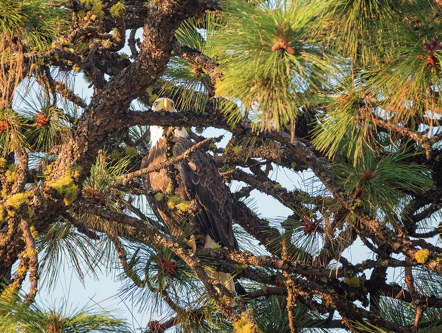 Bald Eagle Hide and Seek Photograph by Loree Johnson