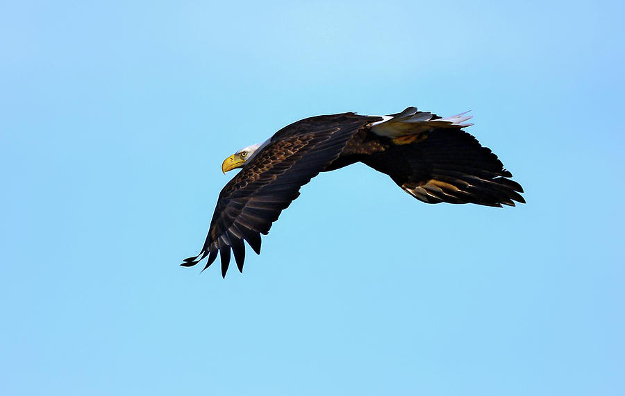 Bald Eagle Horizons Photograph by Patrick Wolf