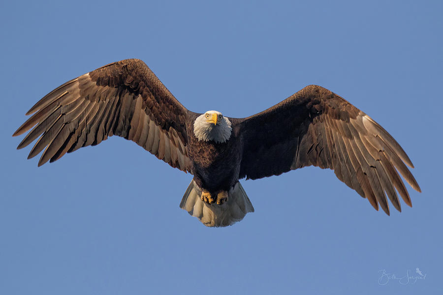 Bald Eagle Hunt Photograph by Beth Sargent