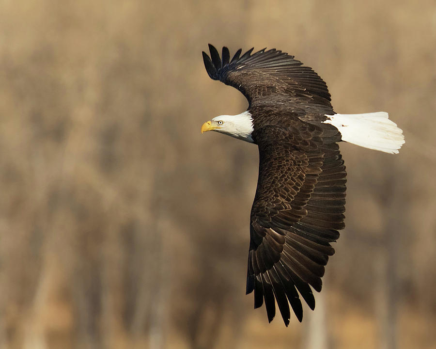 Bald Eagle Hunting Photograph by Lois Lake
