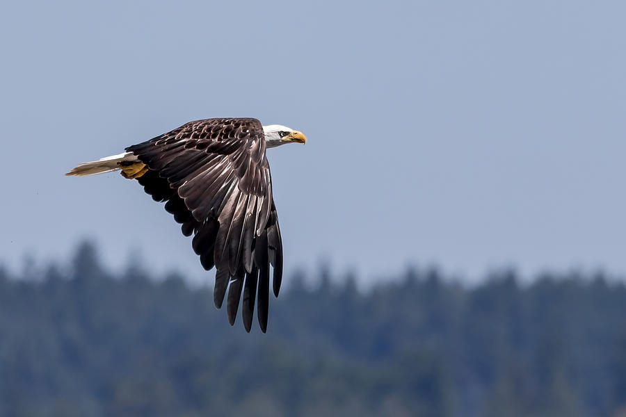 Bald Eagle Hunting Prey Photograph by Rob Green