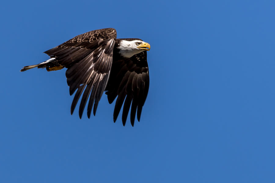 Bald Eagle Hunting Photograph by Rob Green