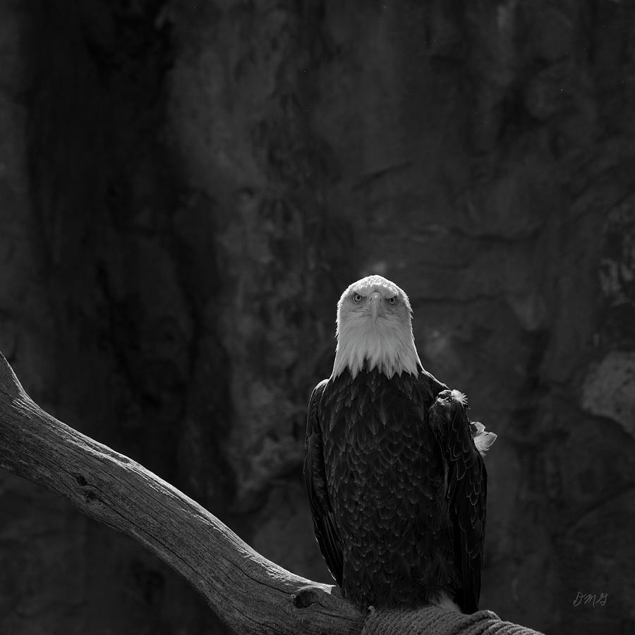 Eagle Photograph - Bald Eagle I BW by David Gordon