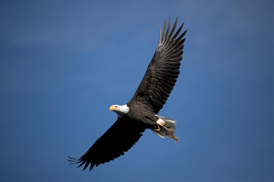 Eagle Photograph - Bald Eagle I by Randall Ingalls