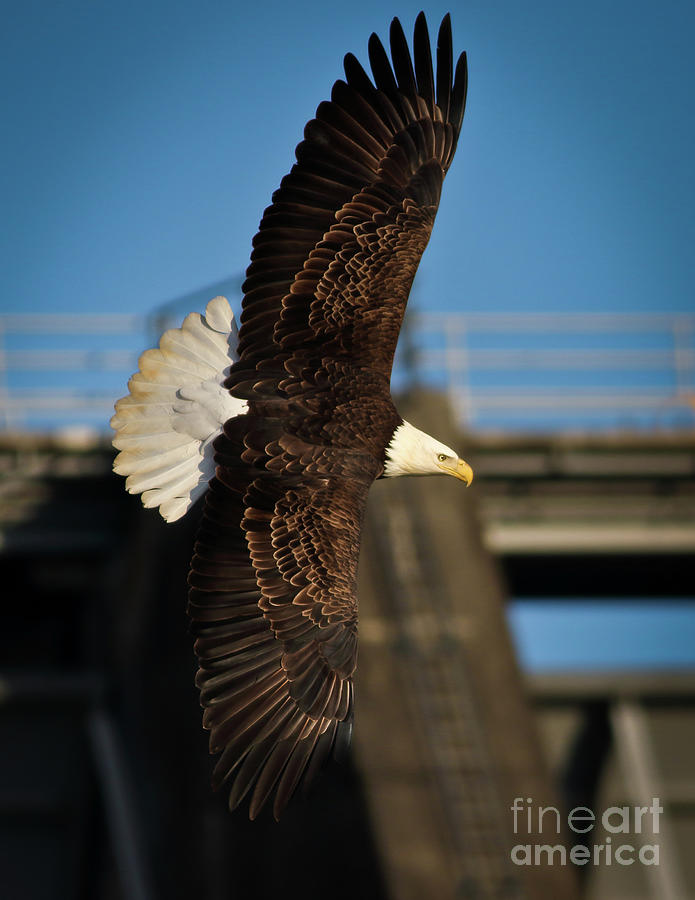 Bald Eagle II Photograph by Douglas Stucky