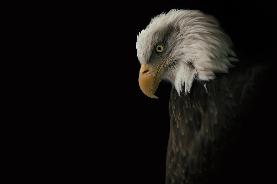 Bald Eagle II Photograph