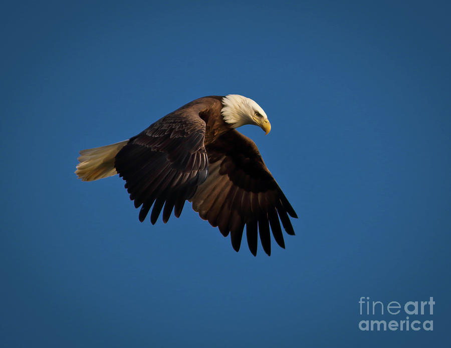 Eagle Photograph - Bald Eagle III by Douglas Stucky