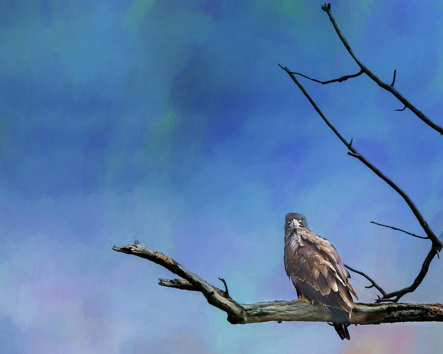 Feather Photograph - Bald Eagle - Immature by Nikolyn McDonald
