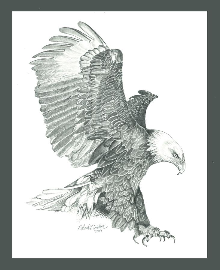 How To Sketch An Eagle In Pencil, Draw An Eagle Bird, Step by Step, Drawing  Guide, by Dawn - DragoArt