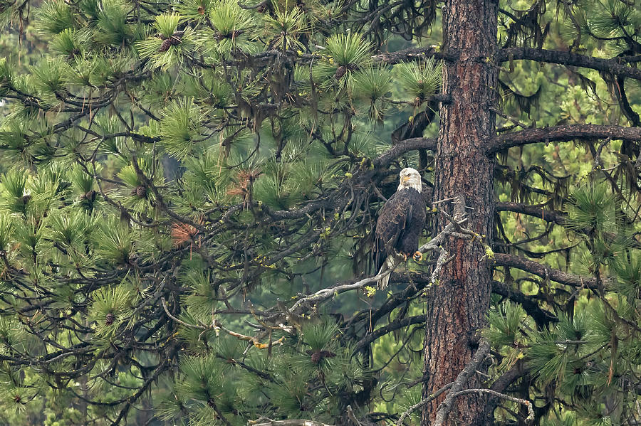 Bald Eagle in a Pine Tree, No. 1 Photograph by Belinda Greb