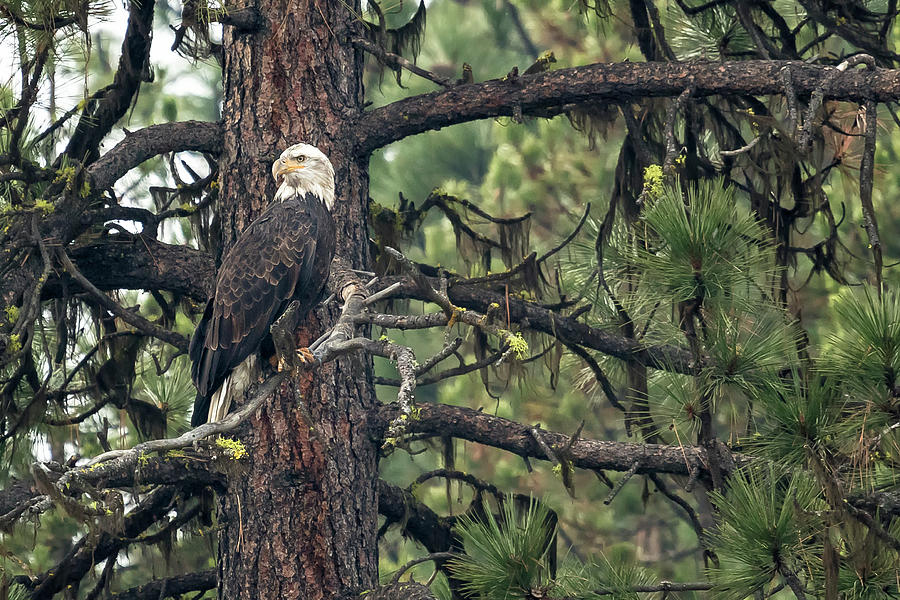 Bald Eagle in a Pine Tree, No. 2 Photograph by Belinda Greb