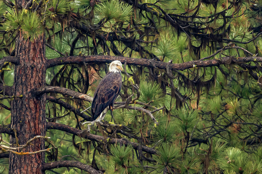Bald Eagle in a Pine Tree, No. 3 Photograph by Belinda Greb