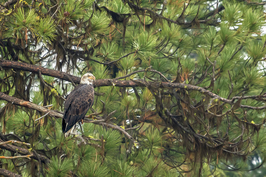 Bald Eagle in a Pine Tree, No. 4 Photograph by Belinda Greb